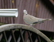 Türkentaube (Streptopelia decaocto)