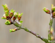 Sauerkirsche (Prunus cerasus)