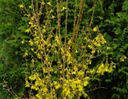 Forsythie (Forsythia × intermedia)
