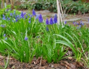 Traubenhyazinthen (Muscari)