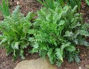 Baldrian (Valeriana)