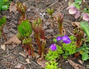 Pfingstrose (Paeonia)