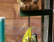 Blaumeise (Cyanistes caeruleus)