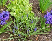 Hyazinthen (Hyacinthus)