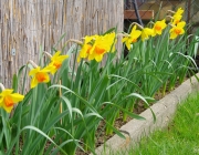 Narzissen (Narcissus)