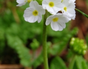 Kugel-Primel (Primula denticulata)