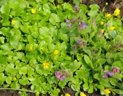 Scharbockskraut (Ficaria verna)