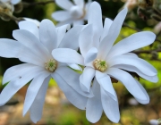 Stern-Magnolie (Magnolia stellata)
