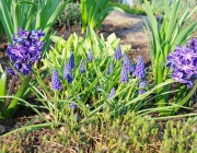 Traubenhyazinthen (Muscari)