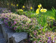 Blumenbeet