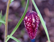 Schachblume (Fritillaria meleagris)