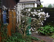 Stern-Magnolie (Magnolia stellata)