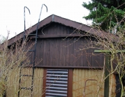 Laube