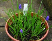 Traubenhyazinthen (Muscari)