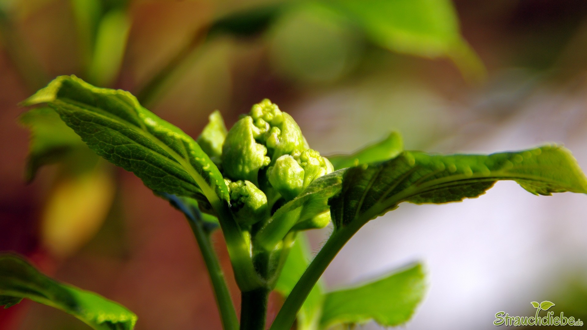Kletter- Hortensie (Hydrangea petiolaris)