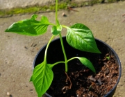Paprika (Capsicum)
