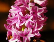 Hyazinthe (Hyazinthus)