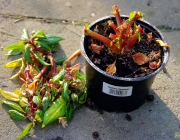Fleißiges Lieschen (Impatiens)