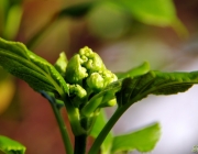 Kletter- Hortensie (Hydrangea petiolaris)