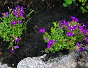 Blaukissen (Aubrieta)