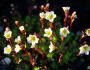Steinbrech (Saxifraga)