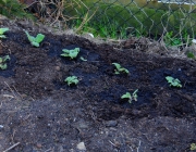 Muskatellersalbei (Salvia sclarea)