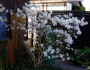 Stern-Magnolie (Magnolia stellata)