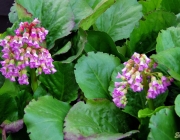 Bergenie (Bergenia)