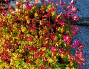 Steinbrech (Saxifraga)