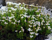 Schleifenblume (Iberis)