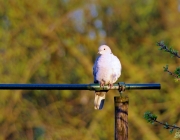 Türkentaube (Streptopelia decaocto)