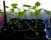 Paprika (Capsicum)
