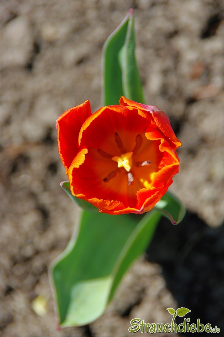 Tulpe (Tulpia)