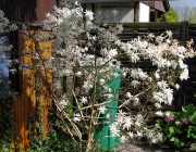 Stern - Magnolie (Magnolia stellata)