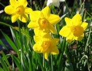 Narzissen (Narcissus)