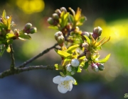 Sauerkirsche (Prunus cerasus)