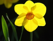 Narisse (Narcissus)