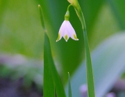 Sommer-Knotenblume (Leucojum aestivum)