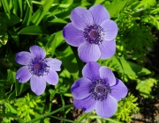 Kronen-Anemone (Anemone coronaria)
