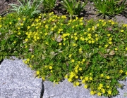 Frühliingsfingerkraut (Potentilla neumanniana)