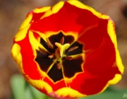 Tulpe (Tulpia)