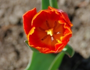 Tulpe (Tulpia)