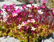 Steinbrech (Saxifraga)