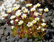 Steinbrech (Saxifraga)