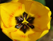 Tulpe (Tulpia)