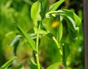 Salomonsiegel (Polygonatum multiflorum)