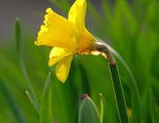 Narzisse (Narcissus)