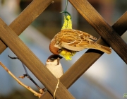 Feldsperling (Passer montanus)