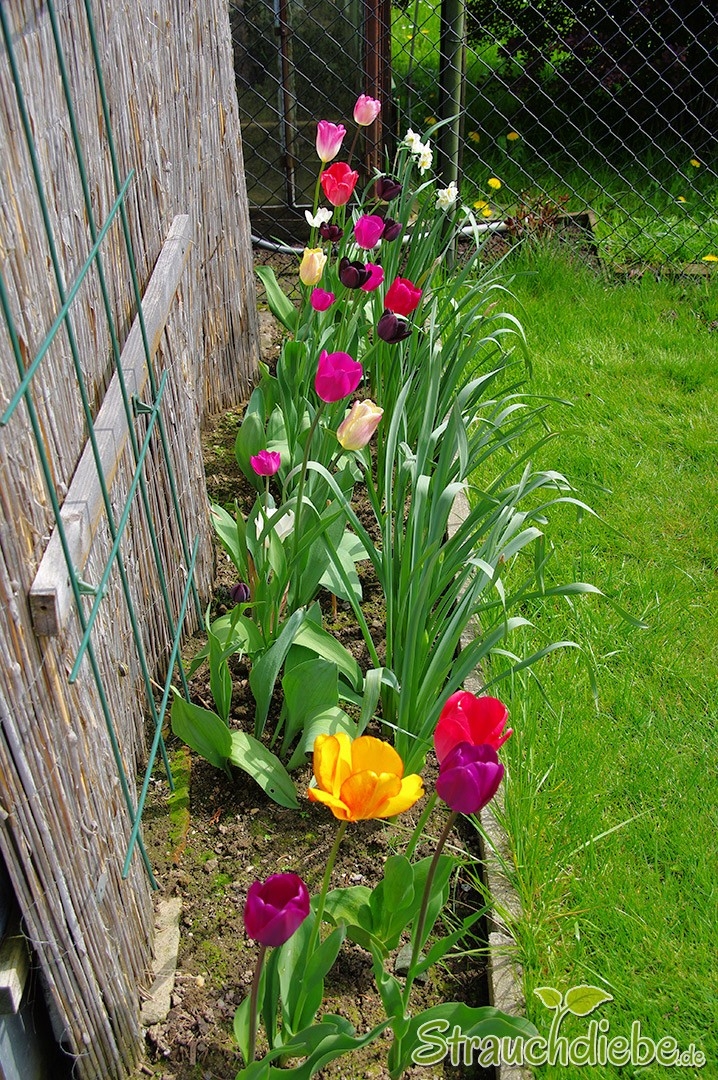 Tulpen (Tulipa) und Narzissen (Narcissus)