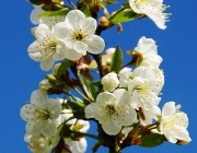 Kirschblüte